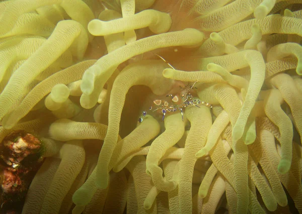 Closeup Wonderful Sea Anemone — Photo