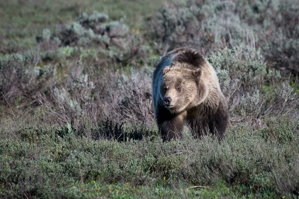 Μια Καφέ Αρκούδα Στο Γουαϊόμινγκ Στο Εθνικό Πάρκο Γκραντ Τέτον — Φωτογραφία Αρχείου