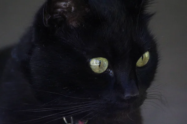 強烈な表情をした黒い猫のクローズアップ — ストック写真