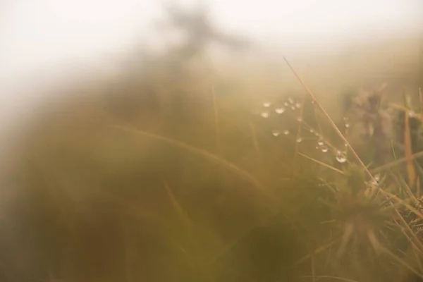 植物の朝の露のクローズアップショット — ストック写真