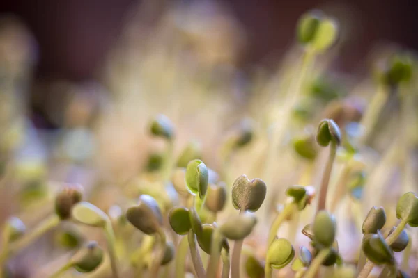 Eine Nahaufnahme Von Gekeimten Samen Vor Verschwommenem Hintergrund — Stockfoto