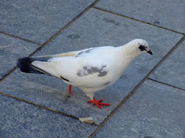 Close Shot Beautiful Pigeon Calmly Walks Sidewalk — Stock Photo, Image