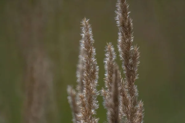 Detailní Záběr Krásný Růst Rostlin Rozmazaným Pozadím — Stock fotografie