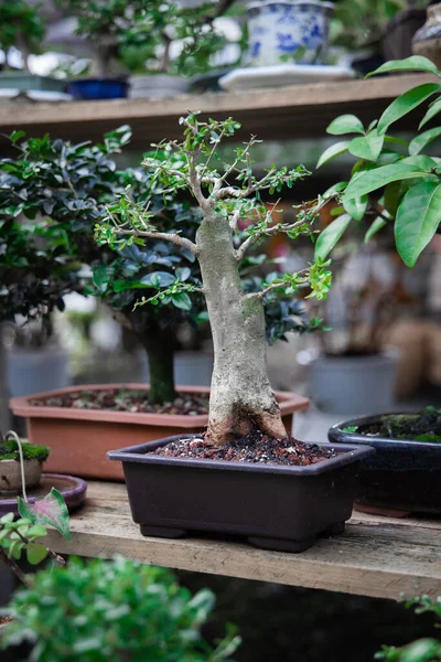 Bonsai Növények Szelektív Fókusza Kertben — Stock Fotó