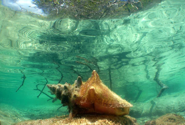 A beautiful shot of conch sea snail under the turquoise water