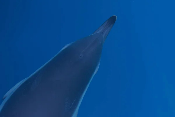 Ένα Κοντινό Πλάνο Ενός Δελφινιού Που Κολυμπάει Στη Θάλασσα — Φωτογραφία Αρχείου