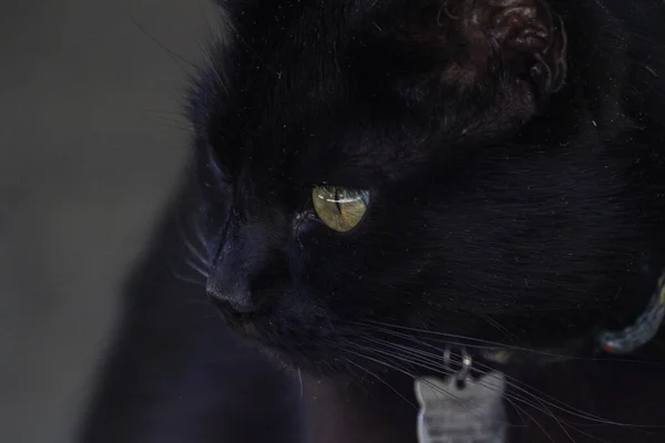 Крупный План Черной Кошки Интенсивным Взглядом — стоковое фото