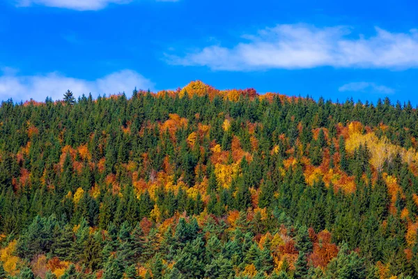 Вид Воздуха Зеленые Желтые Деревья Склоне Холма — стоковое фото
