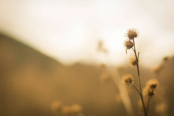 ぼやけた背景に乾燥した植物のクローズアップショット — ストック写真