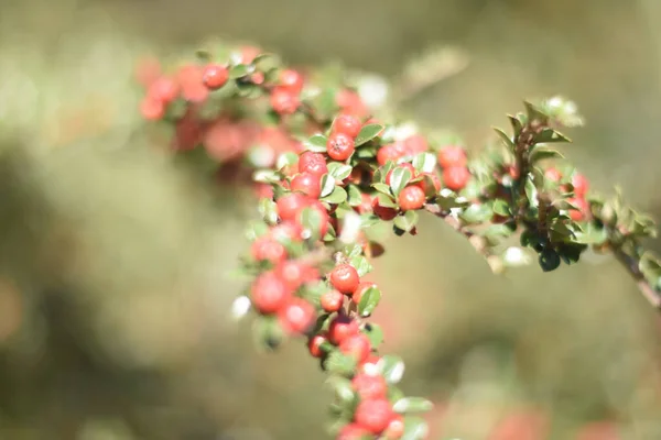 Seçici Bir Kadeh Cotoneaster Kırmızı Böğürtlen — Stok fotoğraf