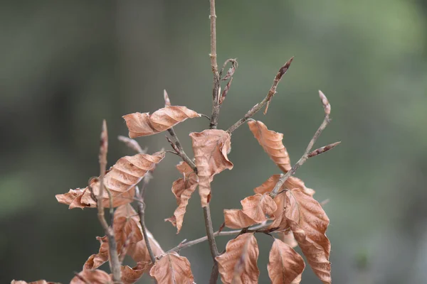 Närbild Bild Bruna Torra Blad Kvistar Isolerade Suddig Bakgrund — Stockfoto