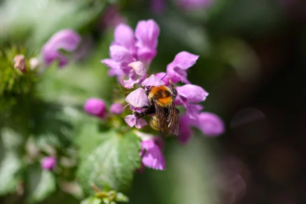 户外粉红金龙上的大黄蜂的宏观照片 — 图库照片