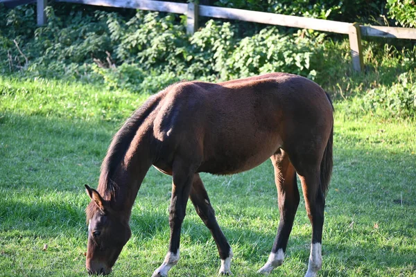 Brown Horse Grazing Pasture — Stockfoto