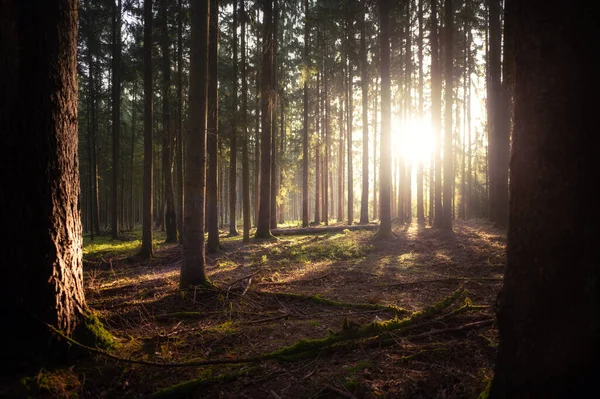 Una Hermosa Toma Bosque Bajo Luz Del Sol Durante Día — Foto de Stock