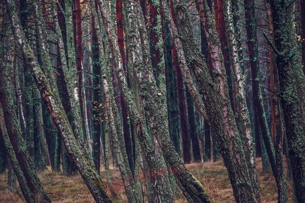 Una Vista Panoramica Della Foresta Autunnale Spit Curoniano Lituania — Foto Stock