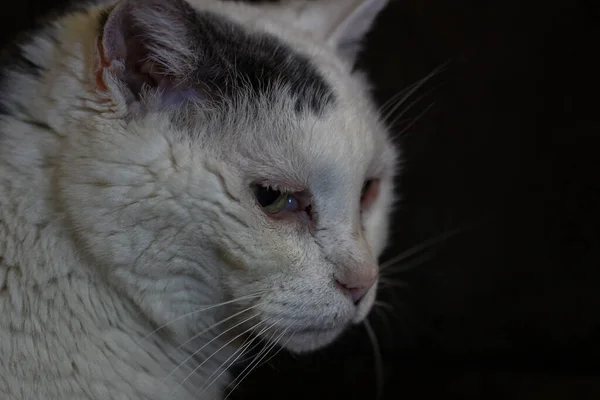 Closeup Old White Gray Cat Front Black Backg — Fotografia de Stock