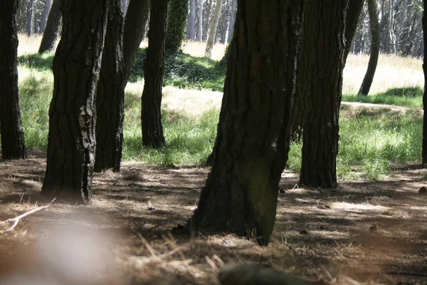 Parktaki Eski Ağaçların Gövdeleri — Stok fotoğraf