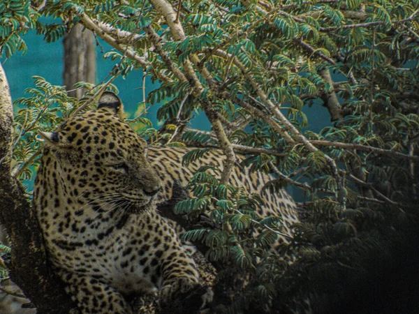 Primo Piano Leopardo Africano Sugli Alberi Uno Zoo Alla Luce — Foto Stock