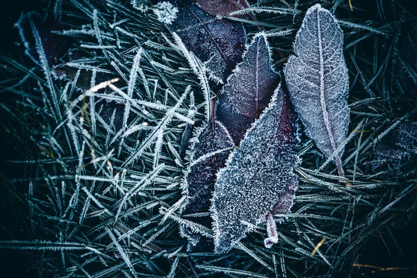 겨울에 낙엽에 서리를 가까이 — 스톡 사진