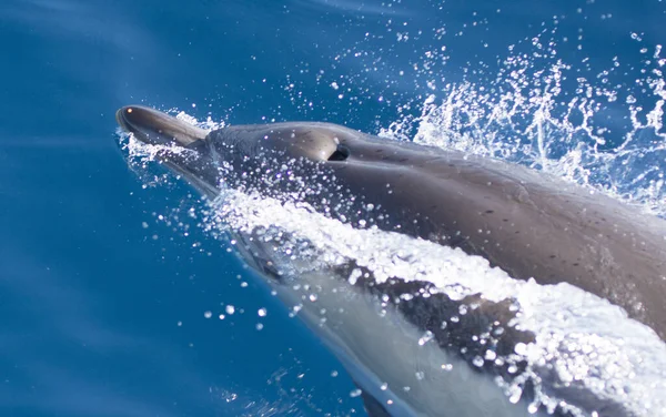 Ένα Κοντινό Πλάνο Ενός Δελφινιού Που Κολυμπάει Στη Θάλασσα — Φωτογραφία Αρχείου