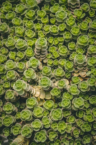 Closeup Potted Succulents Greenhouse — ストック写真