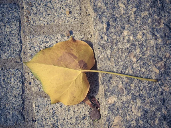 秋の日差しの下 コンクリートの地面に落ちた黄色の乾燥葉のトップビュー — ストック写真