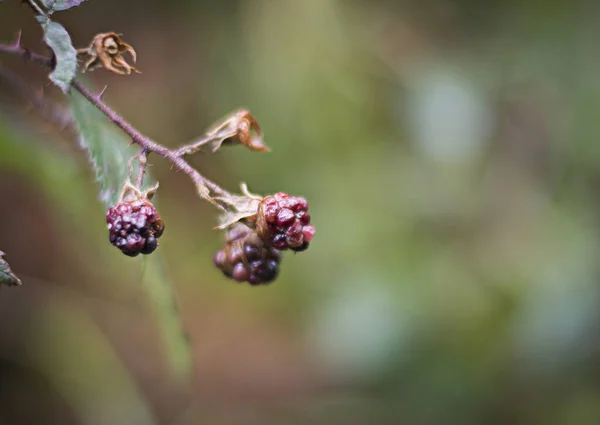 Closeup Shot Blackberry Plant Blurred Background — Stock Photo, Image