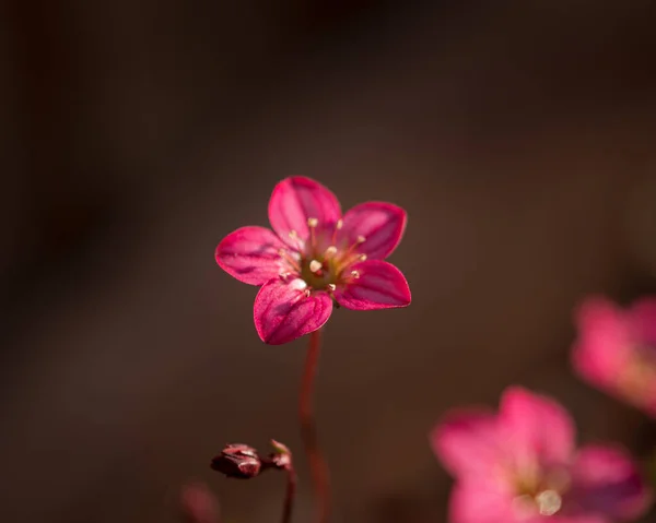 Fioletowy Kwiat Saxifraga Różowaty Rozmytym Tle — Zdjęcie stockowe