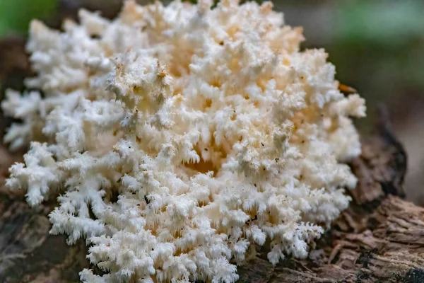 Zbliżenie Dziedzicznych Koralloidów Rosnących Martwym Drzewie Liściastym — Zdjęcie stockowe