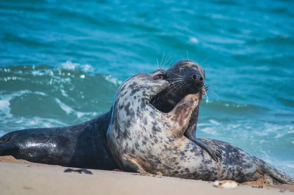 Nahaufnahme Einer Strand Liegenden Ostsee Ringelrobbe — Stockfoto