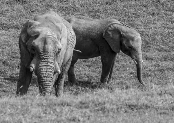 Egy Szürkeárnyalat Amin Két Elefánt Sétál Mezőn — Stock Fotó