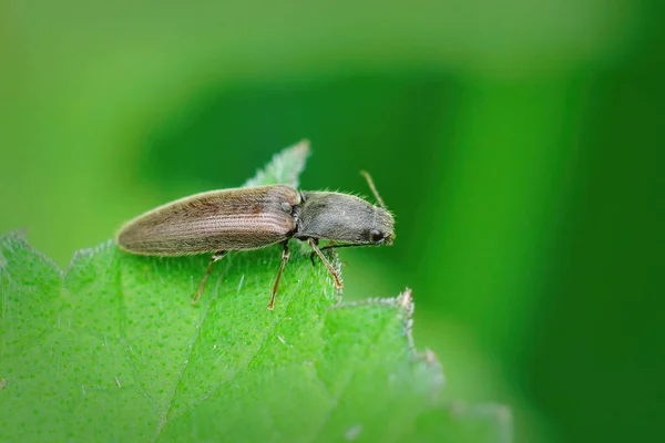 Närbild Brun Hårig Klickande Skalbagge Athous Haemorrhoidalis Sitter Ett Grönt — Stockfoto