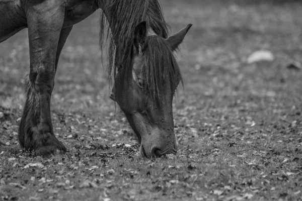 Grayscale Shot Horse Eating Grass Fie — Stock Photo, Image