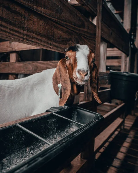 Goat Barn — Foto de Stock