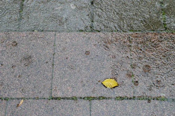 Angle Élevé Feuille Jaune Sur Sol Pierre Par Jour Pluie — Photo