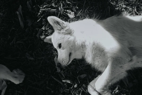 一只狼躺在草地上的灰白色照片 — 图库照片