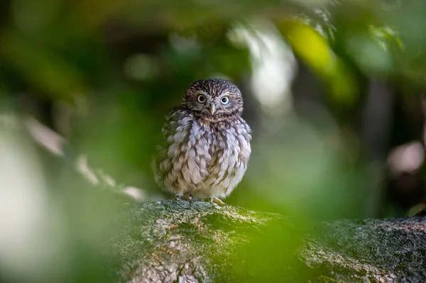 Closeup Shot Owl Forest Day — Stock Fotó