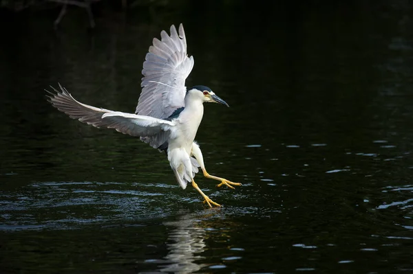 Pássaro Costeiro Voando Sobre Água Parque Nacional Everglades — Fotografia de Stock