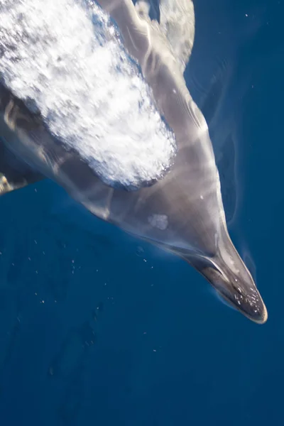 Delfín Nadando Rápido Bajo Agua — Foto de Stock