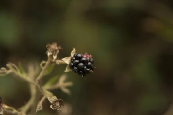 Fotografie Închidere Unei Plante Mure Fundal Încețoșat — Fotografie, imagine de stoc