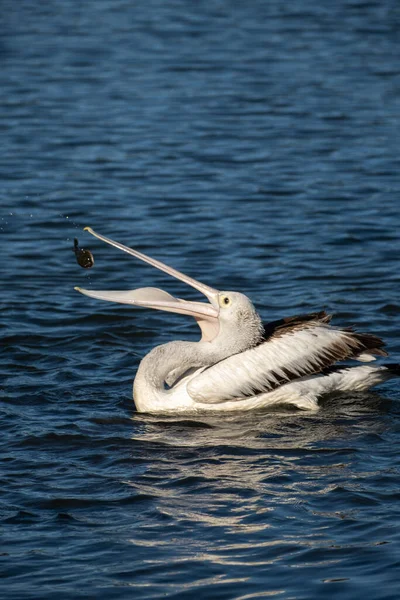 Gölde Balık Yakalayan Bir Pelikan — Stok fotoğraf