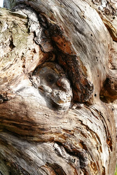 Vertical Shot Tree Trunk Abstract Patterns Sunlight — Φωτογραφία Αρχείου