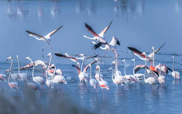 Flock Flamingos Natural Habitat Summer — Stockfoto