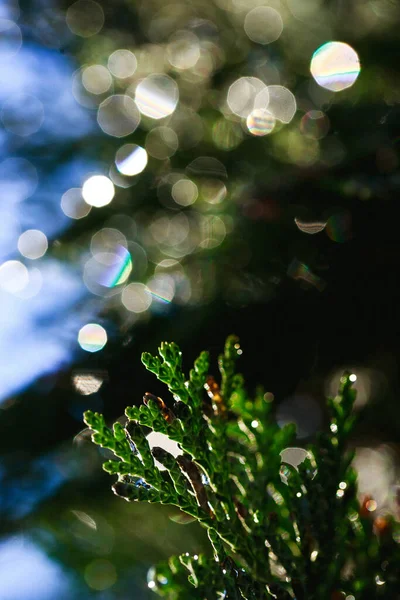 Dikey Bir Ağaç Dalları Görüntüsü Altın Güneş Tarafından Parıltılı Bokeh — Stok fotoğraf
