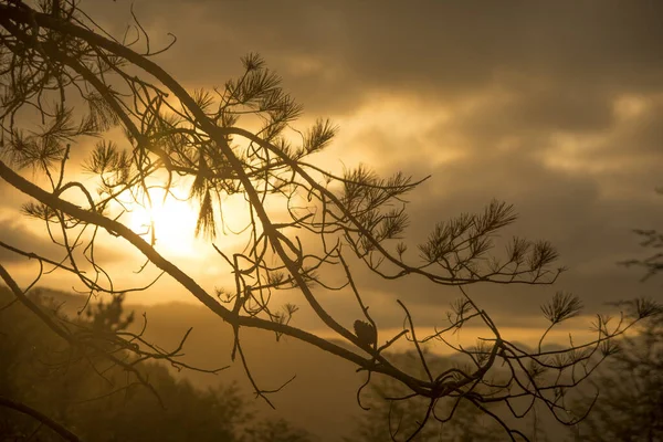松の枝を通して黄金の夕日の空の美しいシーン — ストック写真
