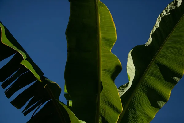 Close Folhas Bananeira — Fotografia de Stock