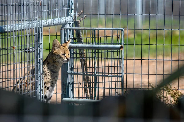 Beautiful Shot Wild Cat Cage Zoo Day — Stock Photo, Image