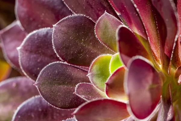 Постріл Аркушами Соковитому Aeonium Arboreum — стокове фото