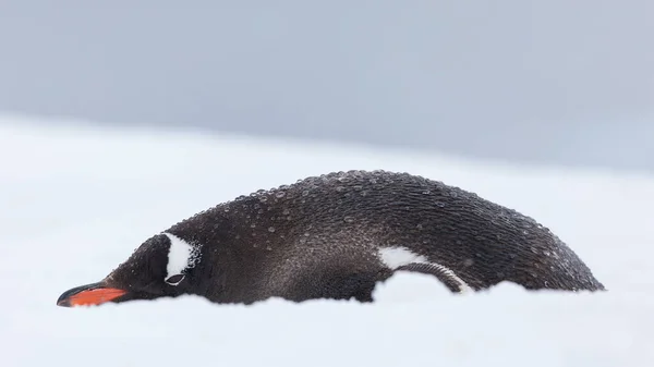 Closeup Gentoo Penguin Lying Ice Antarctica Blurry Background — стоковое фото