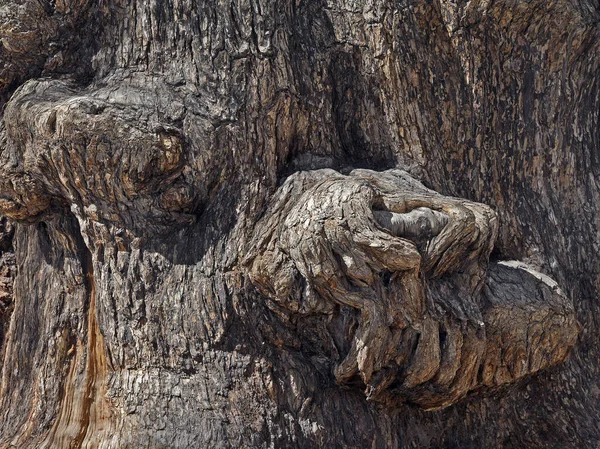 Kuzey Şili Deki Atacama Çölü Bölgesinde Büyük Bir Ağaç Gövdesinin — Stok fotoğraf